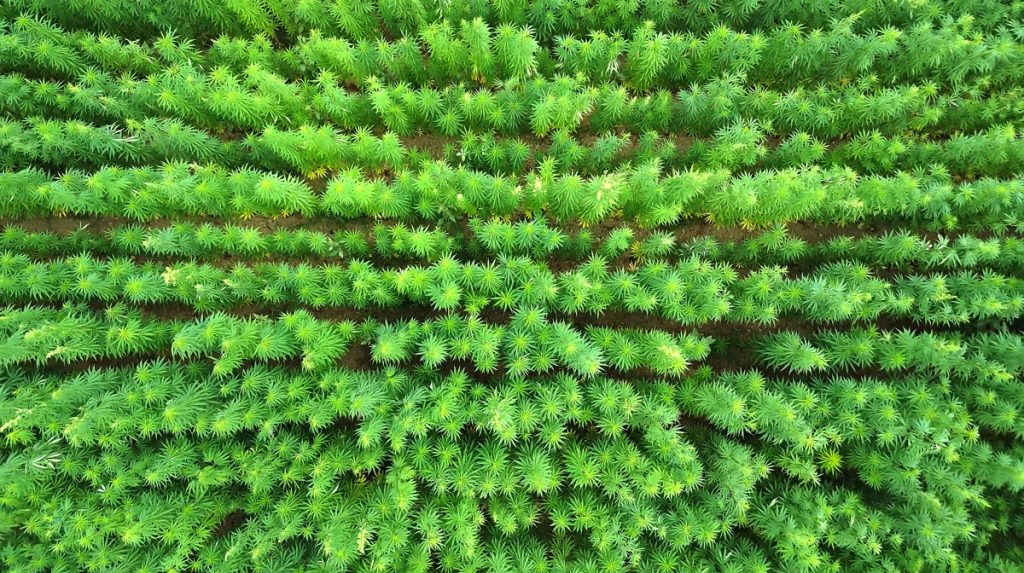 Semi-di-rinascita-Co2libri-07